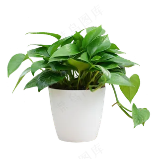 绿萝绿色植物桌面装饰海报素材png免抠图