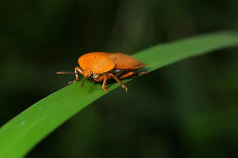 绿叶上的橙色盾牌虫 绿叶上的橙色盾牌虫