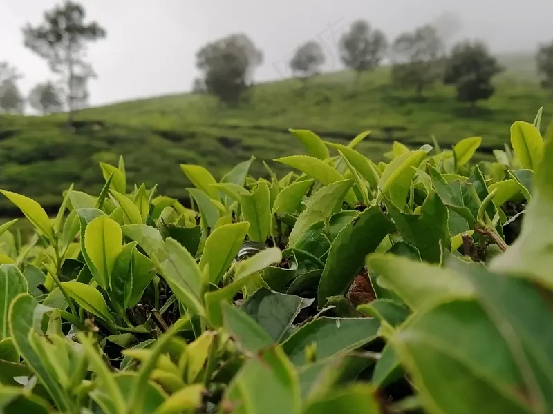 户外茶叶茶园