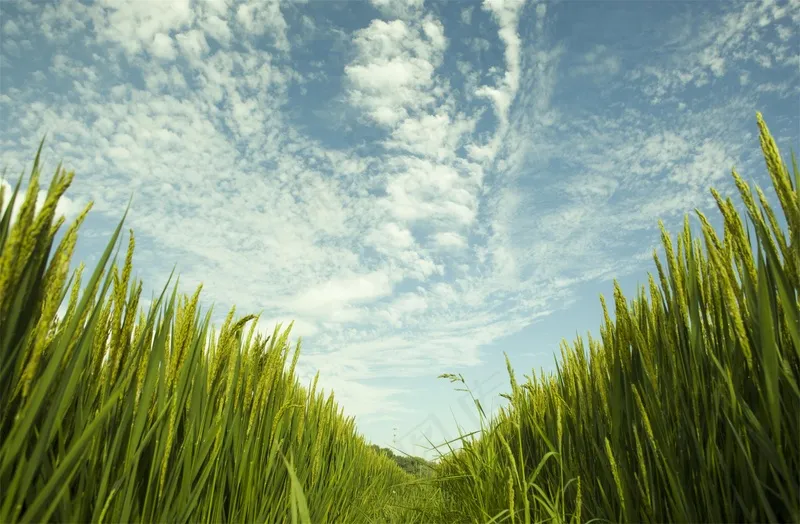 稻田稻穗图片