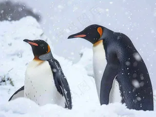 冰雪天地的企鹅寒冷动物摄影图