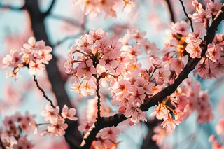 春日樱花花朵摄影图