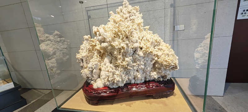 高贵的珊瑚石1