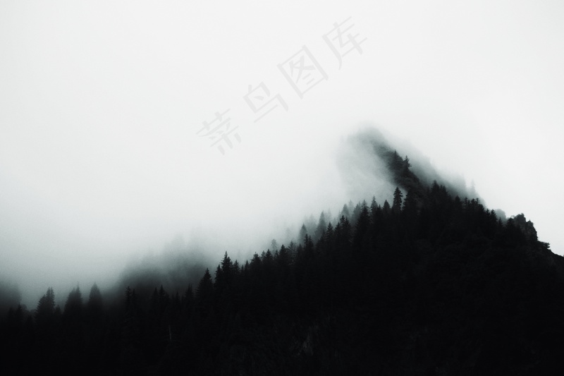 云雾森林图片