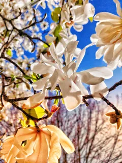 户外玉兰花花朵 户外玉兰花花朵