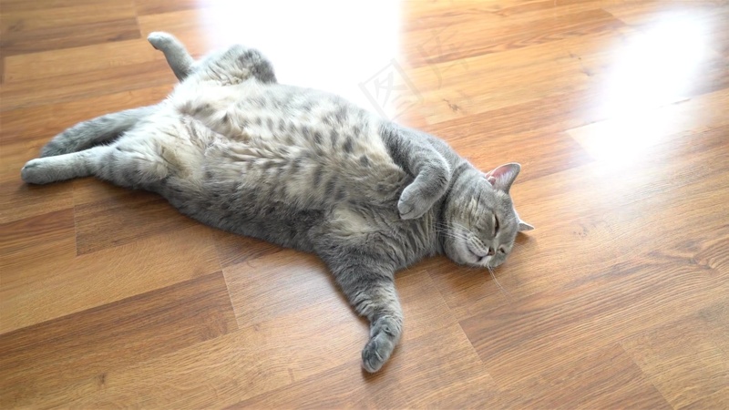 可爱猫咪摄影