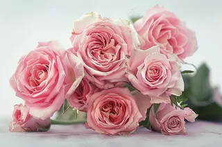 玫瑰花鲜花花朵摄影图