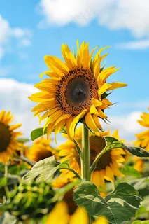 向日葵向阳鲜花摄影图