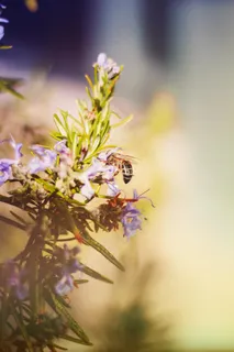 蜜蜂在春日花丛中采蜜的瞬间