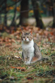 猫咪宠物猫可爱动物摄影图