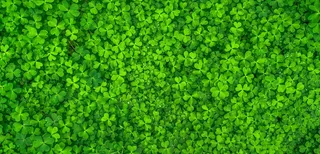 一大片绿色三叶草