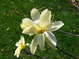 户外玉兰花花朵