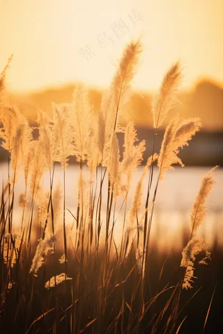 芦苇荡夕阳下美丽芦苇花摄影图
