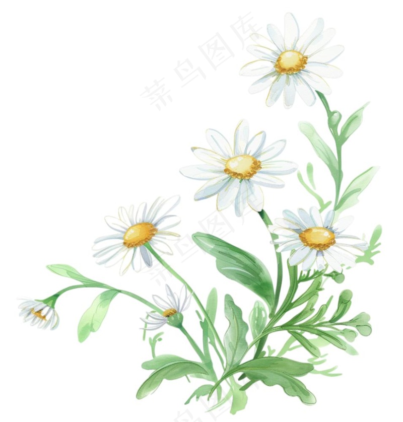 春天小雏菊花朵植物卡通插画免抠(1024x1072)