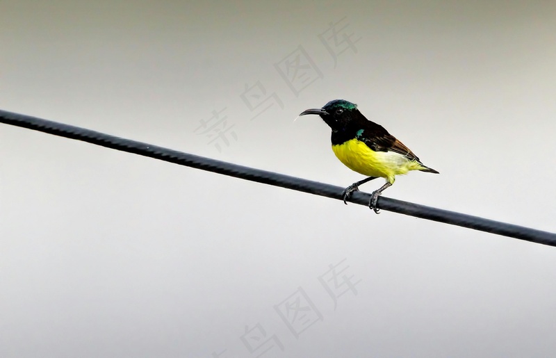 孤独鸟儿在电线上的静思
