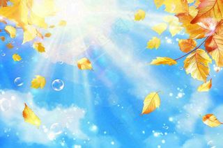 秋天黄色枫叶落叶蓝天白云刺眼阳光立秋秋分处暑背景