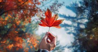 秋天手拿着一片红色枫叶金秋立秋秋分摄影图