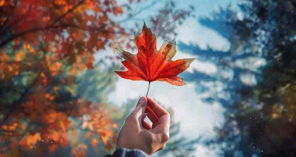 秋天手拿着一片红色枫叶金秋立秋秋分摄影图 秋天手拿着一片红色枫叶金秋立秋秋分摄影图