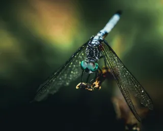 蜻蜓点水映绿意