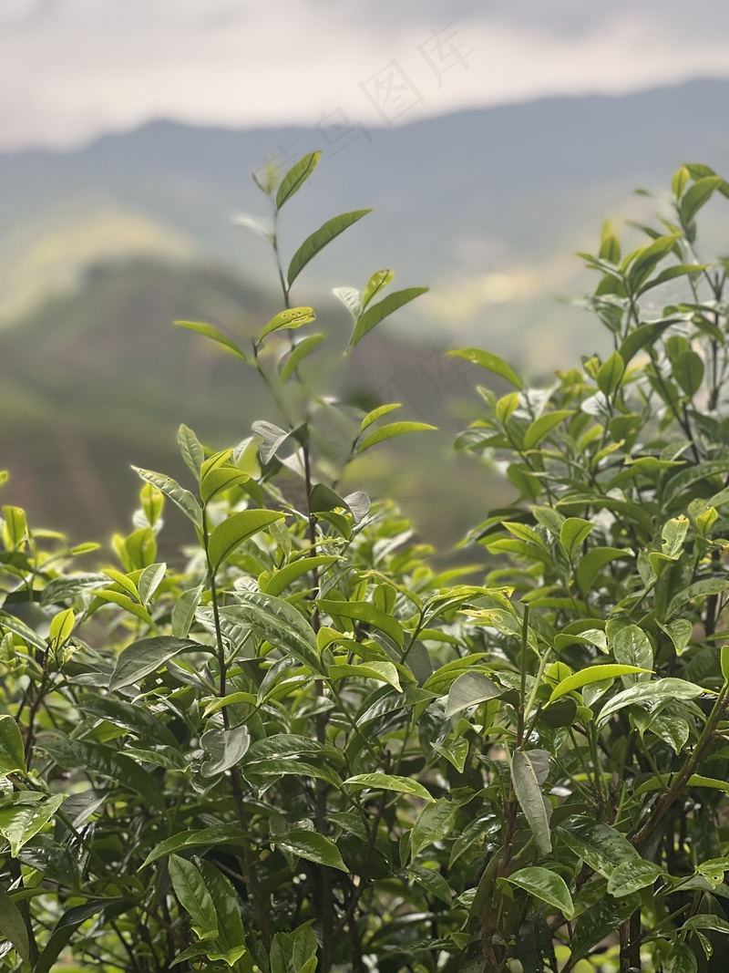 凤凰单丛春茶