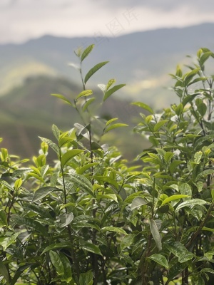 凤凰单丛春茶