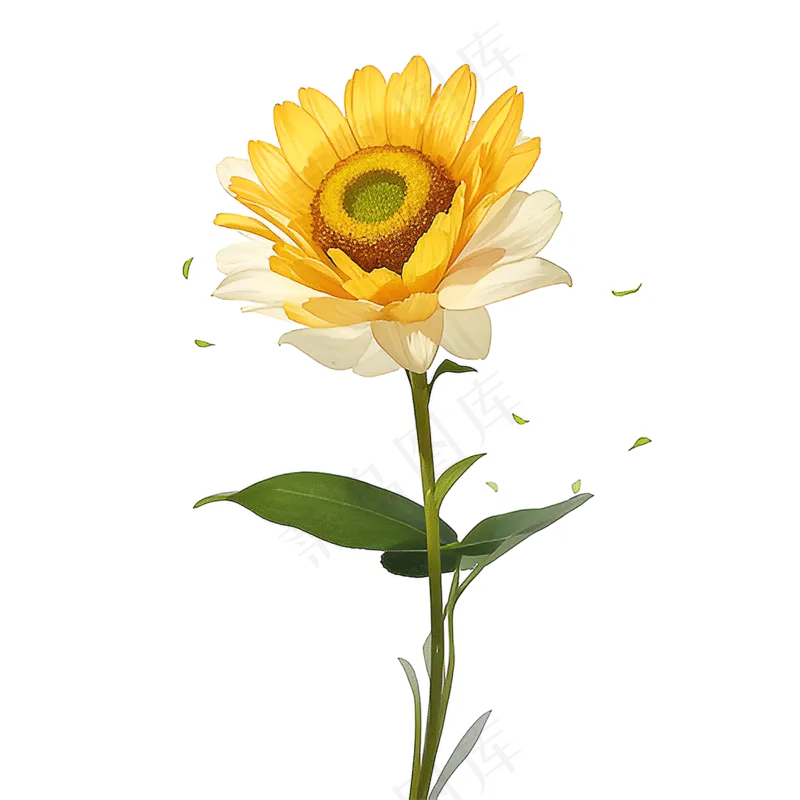 黄色向日葵免抠素材23