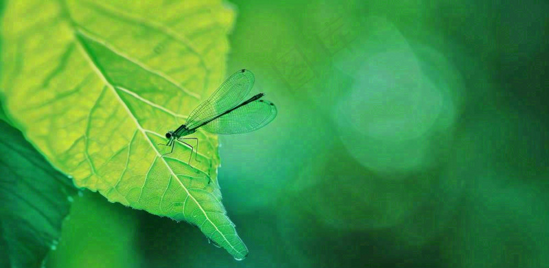 绿叶上的蜻蜓春天夏天春分立夏摄影图(1568x768)