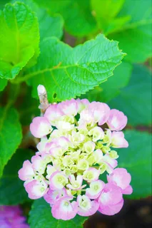 春天花卉紫色的花植物