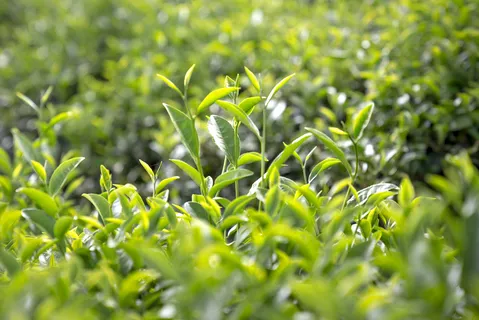 户外绿色茶园 户外绿色茶园