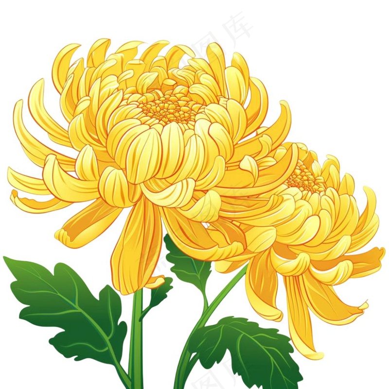 菊花黄菊盛开植物插画免抠(1024x1024)