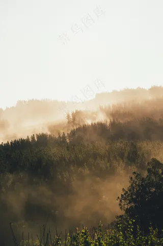 云雾森林图片