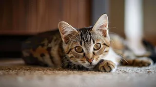 猫咪宠物猫可爱动物摄影图