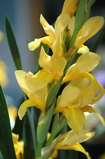 春天黄色鲜花摄影图