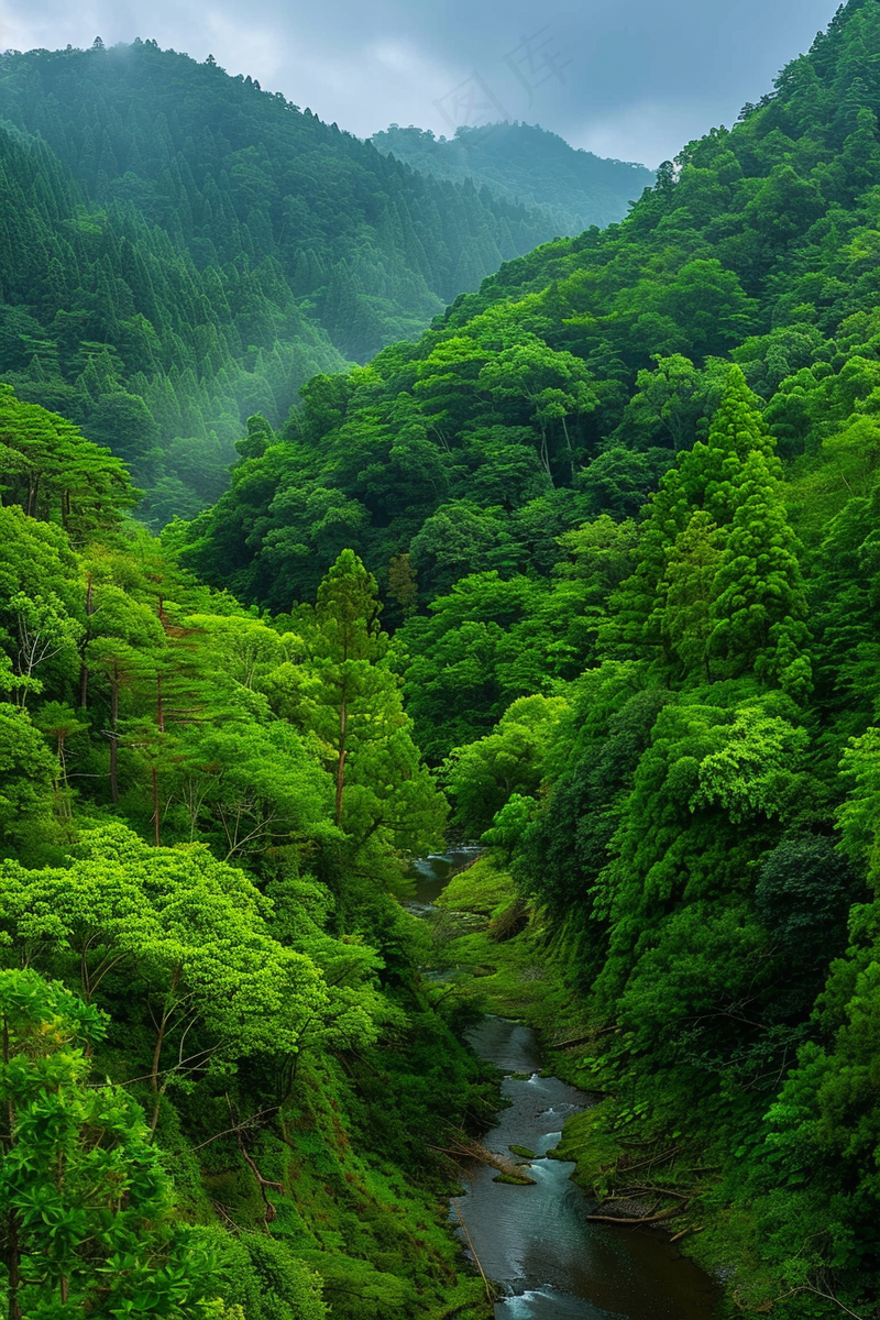 山林森林绿色大自然风景摄影图(2688x4032)