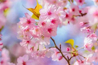 春天粉色樱花唯美风景春分立春惊蛰摄影图