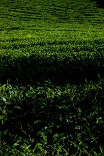 户外茶叶茶园 户外茶叶茶园