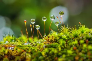 苔藓石壁上生长的苔藓春天摄影图