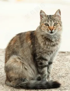 可爱宠物小猫凝视2