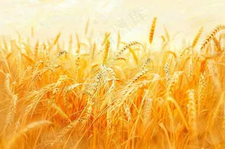 金黄的麦田小麦麦穗芒种秋收秋分摄影图