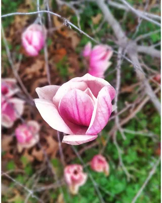 户外玉兰花花朵