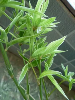 户外翠竹竹叶 户外翠竹竹叶