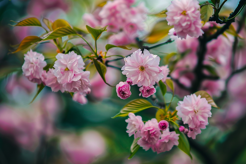 春日樱花花朵摄影图(4032x2688)