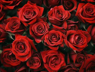 玫瑰花鲜花花朵摄影图