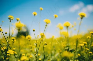 春天小黄花绿枝摄影图