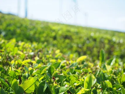户外茶园茶叶 户外茶园茶叶