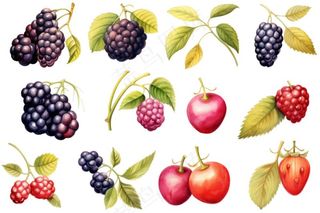 莓果草莓桑葚树莓水果元素插画免抠