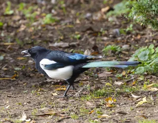 户外喜鹊鸟类生物