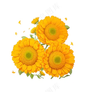 黄色向日葵花朵免抠素材33