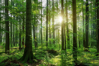 山林森林阳光绿色大自然风景摄影图