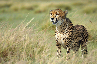 草原上的猎豹国家保护动物非洲摄影图